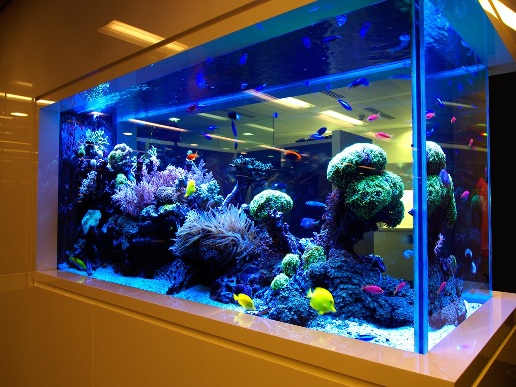 Beautiful maintained aquarium